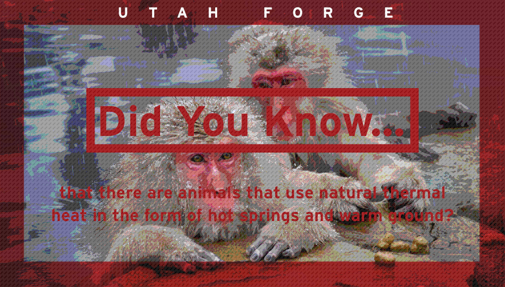 Did you know… that there are animals that use natural thermal heat in the  form of hot springs and warm ground? – Utah FORGE
