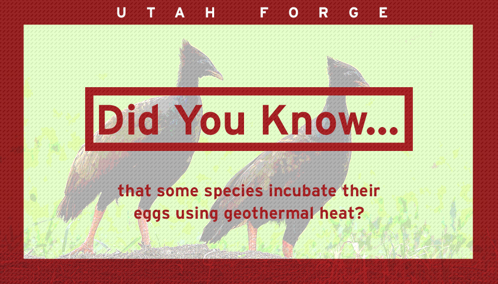 Did you know…that some species incubate their eggs using geothermal heat?