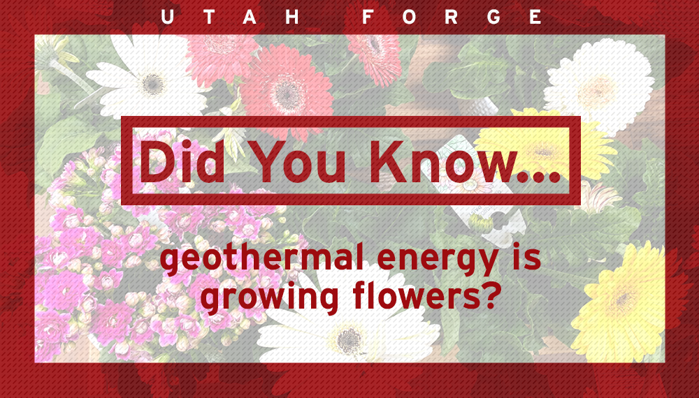 Did you know… geothermal energy is growing flowers?