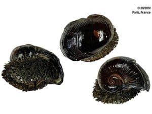 different views of a snail called volcanic snail