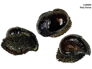 DYK-volcanicsnails-pic1