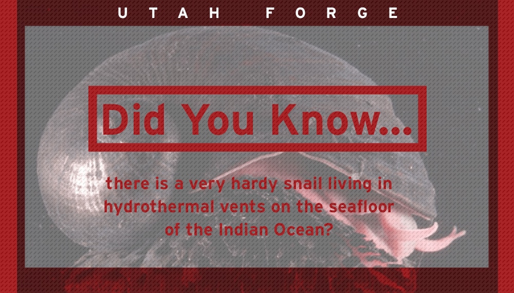 Did You Know? … About the Ocean’s Most Hardcore Snail